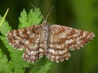 Ematurga atomaria