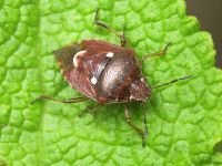 Stagonomus amoenus
