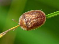 Hypocassida subferruginea