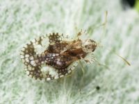 Stephanitis pyri