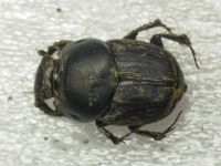 Onthophagus taurus
