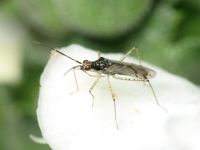 Dicyphus errans
