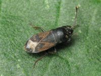 Megalonotus chiragra