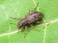 Sitona ophtalmicus