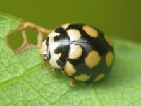 Coccinula quatuordecimpustulata