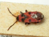 Horvathiolus superbus