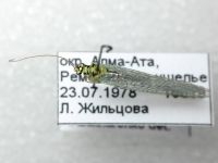 Chrysopa perla