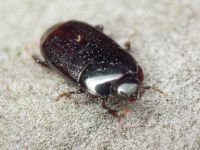 Platylomalus complanatus