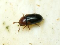 Dacne bipustulata