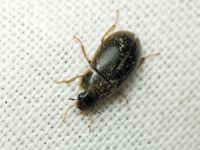 Helochares obscurus