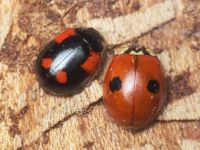 Adalia bipunctata
