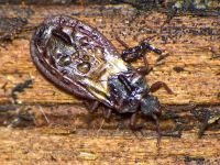 Aneurus (Aneurus) laevis