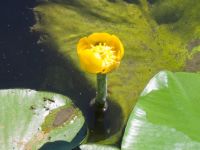 Nuphar lutea