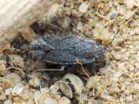 Gonianotus marginepunctatus