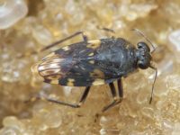 Saldula melanoscela