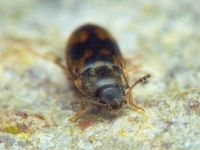 Litargus connexus