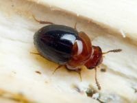 Agathidium nigripenne