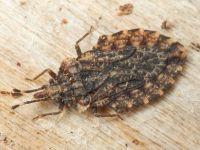 Aradus ribauti
