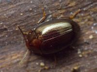 Scaphidema metallicum