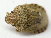 Sciocoris distinctus
