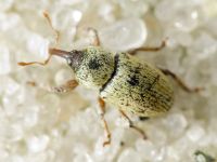 Tychius