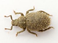 Cathormiocerus aristatus