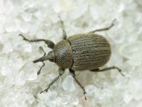 Rhinusa tetra