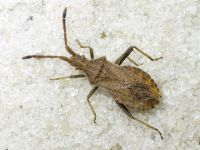 Coreidae