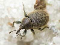 Rhinusa tetra