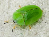 Cassida (Odontionycha) viridis