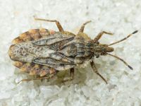 Aradus betulae
