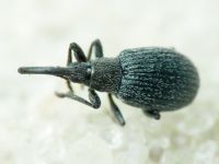 Hemitrichapion reflexum