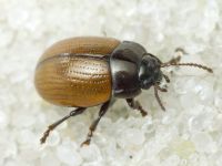 Chrysolina reitteri