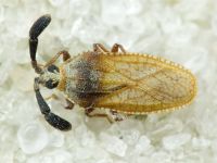 Copium teucrii