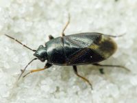 Lamprodema maura