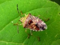 Elasmucha grisea