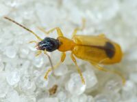 Demetrias monostigma