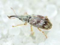 Taeniapion urticarium