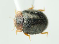 Rhyzobius lophanthae
