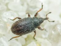 Gymnetron stimulosum