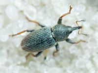 Tychius picirostris