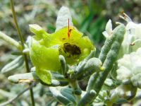 Copium teucrii