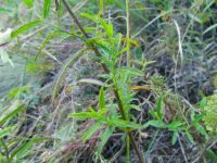 Stachys recta