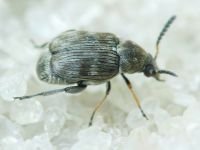 Bruchidius pusillus