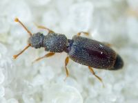 Monotoma brevicollis