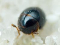 Leiodidae