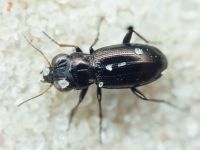 Notiophilus