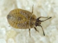 Acalypta marginata