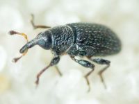 Gymnetron melanarium