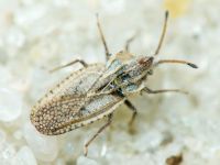 Lasiacantha gracilis